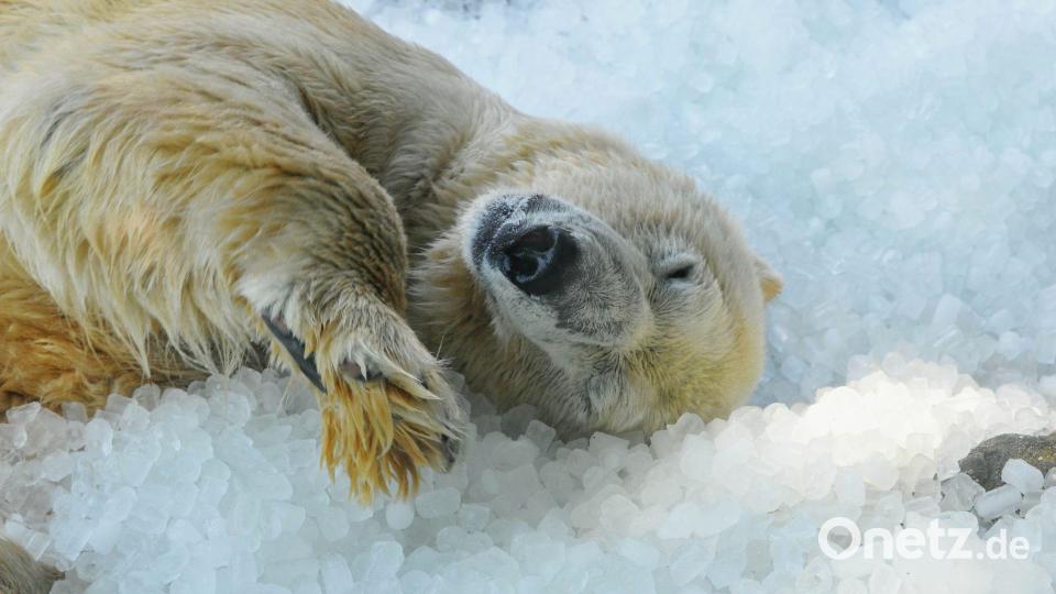 Ein Eisbär wälzt sich bei sommerlicher Hitze genüsslich im Eis. Bild: Michael Heitmann/dpa