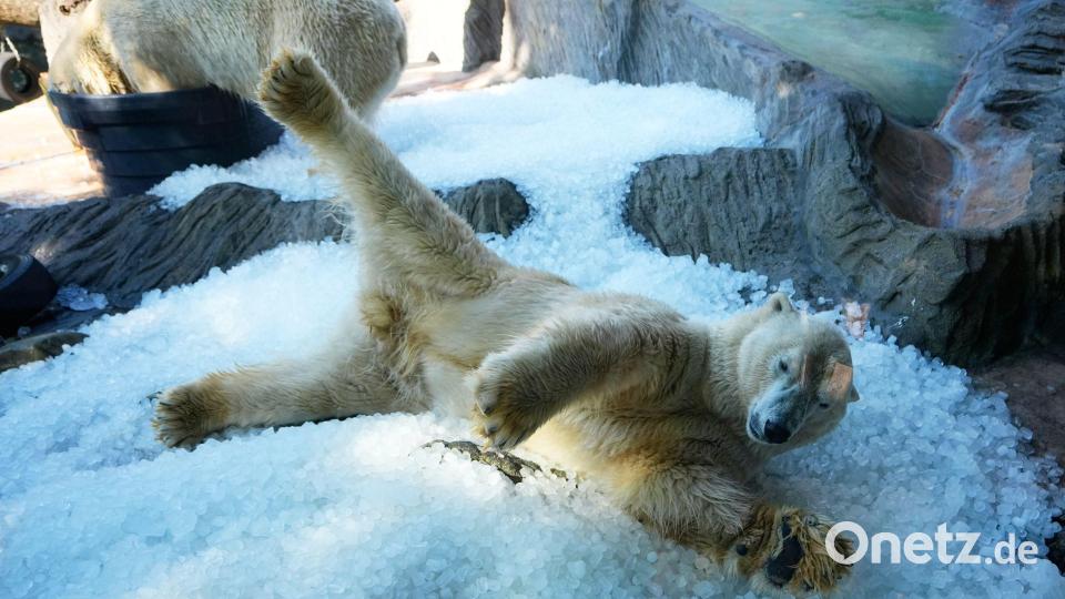 Abkühlung für Eisbären im Zoo Bild: Petr David Josek/AP/dpa