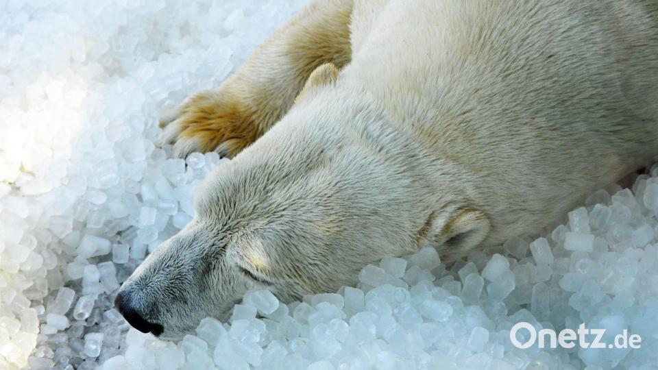 Bald bekommen die Eisbären im Prager Zoo ein neues Gehege. Bild: Michael Heitmann/dpa