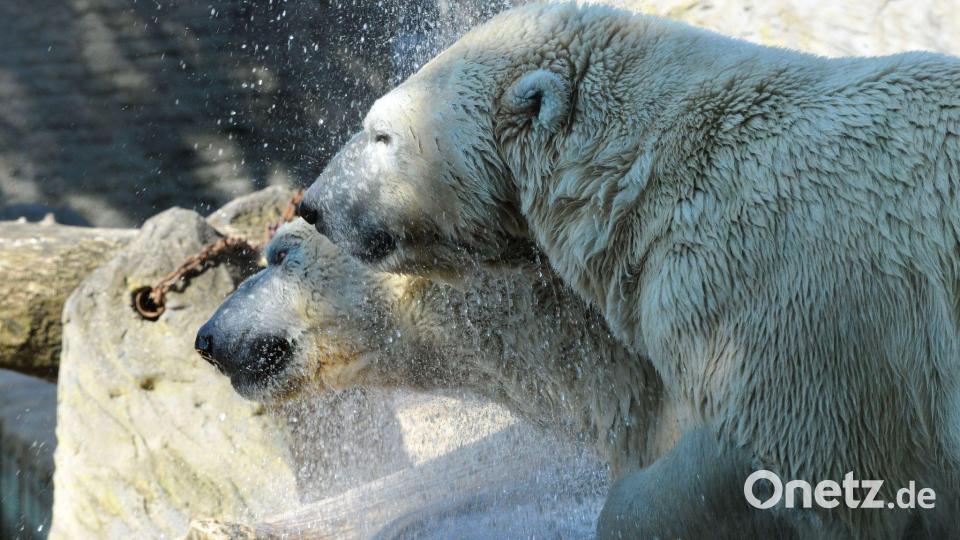Eisbären-Zwillinge Gregor und Aleut wurden in Nürnberg geboren. Bild: Michael Heitmann/dpa