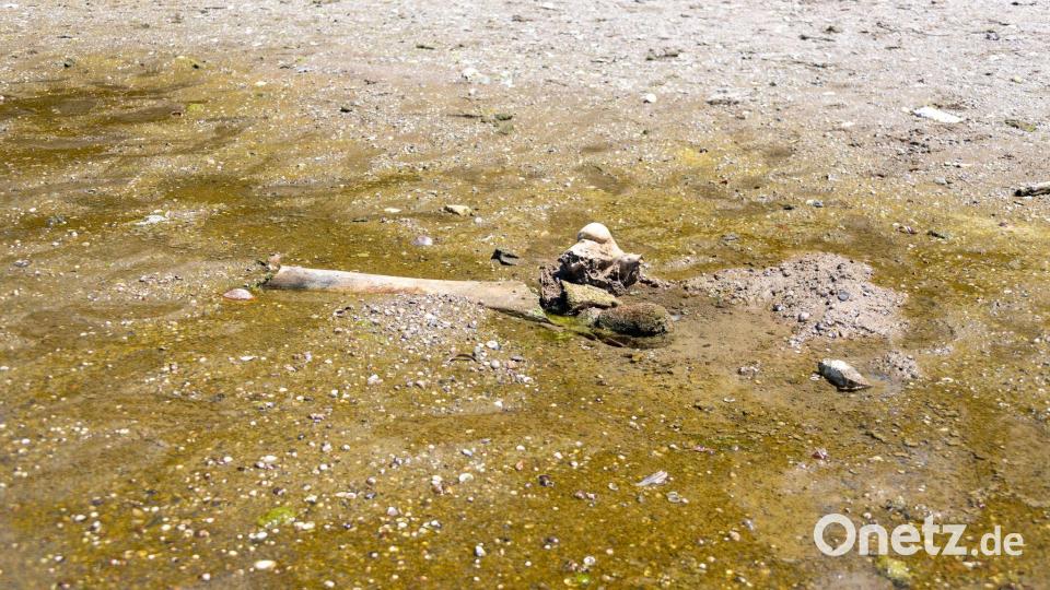 Hitze enthüllt Mammut-Unterkiefer in bulgarischem Donaudorf Bild: ---/Regionales Geschichtsmuseum Russe an der Donau/dpa