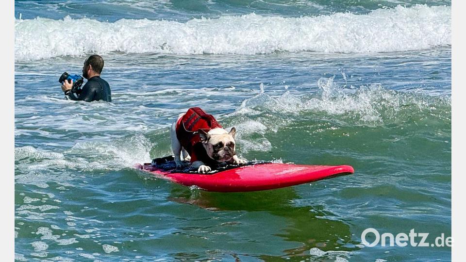 Wettbewerb im Hundesurfen Bild: Haven Daley/AP/dpa