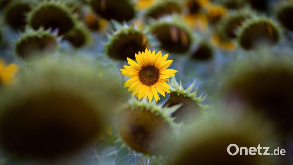 Die gelben Zungenblüten einer Sonnenblume strahlen zwischen weiteren bereits abgeblühten Sonnenblumen in Dittersbrunn. Bild: Pia Bayer/dpa
