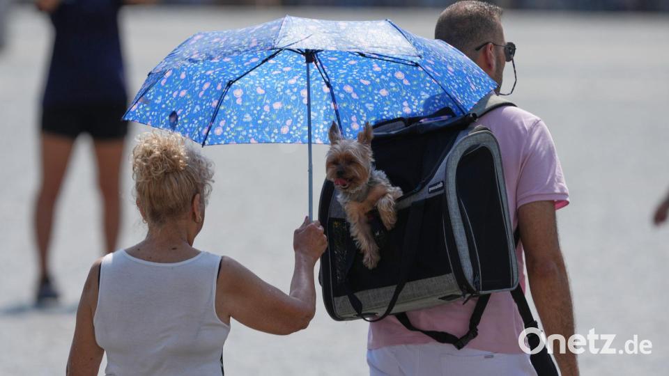 Eine Frau schützt ihren Hund mit einem Regenschirm vor der Sonne, während sie über den Petersplatz spazieren. Bild: Gregorio Borgia/AP/dpa