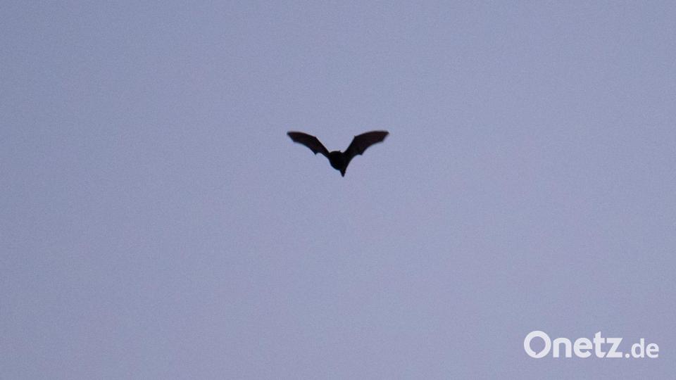 Im Sommer beginnen junge Fledermäuse, ihre Umgebung zu erkunden und nach Quartieren zu suchen. (Symbolbild) Bild: Nicolas Armer/dpa