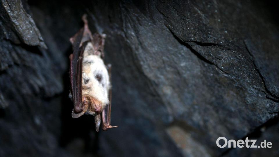 In Bayern gibt es 25 verschiedene Fledermaus-Arten, viele davon gelten als bedroht. (Symbolbild) Bild: Pia Bayer/dpa/dpa-tmn