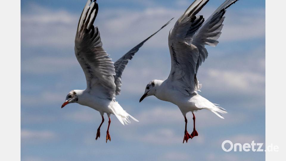 Synchronfliegen: Zwei Möwen an der Ostsee. Bild: Stefan Sauer/dpa