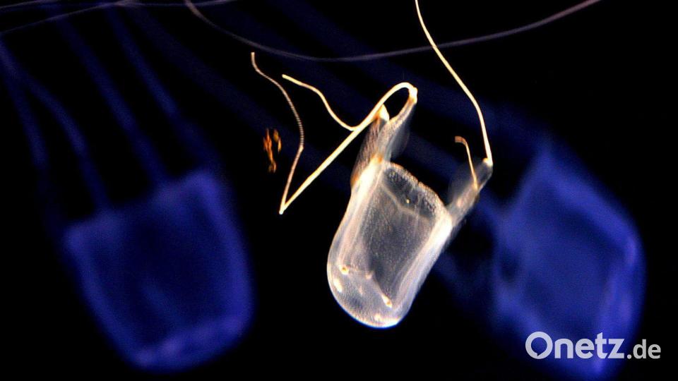 Der Stich einer Würfelqualle kann innerhalb kurzer Zeit zum Tod führen. (Archivbild) Bild: Nic_Bothma/epa/dpa
