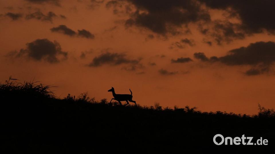 Ein Reh läuft in der Abenddämmerung in San Antonio einen Bergrücken entlang. Bild: Eric Gay/AP/dpa