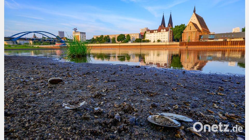 Niedrigwasser herrscht auch an der Oder bei Frankfurt (Oder). Bild: Patrick Pleul/dpa