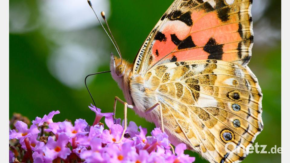Ein Distelfalter (Vanessa cardui) saugt am Sommerflieder. Bild: Patrick Pleul/dpa