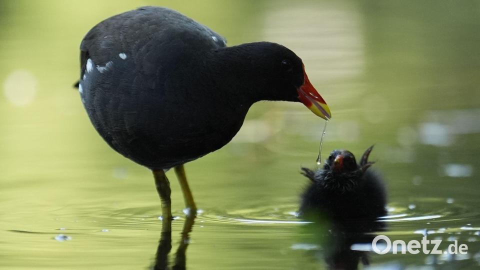Eine Teichralle füttert ihr Küken am Weiher im Eimsbütteler Park in Hamburg. Bild: Marcus Brandt/dpa
