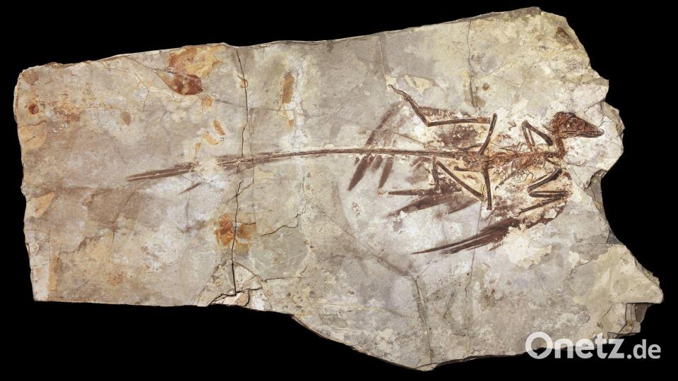 Microraptoren waren gefiederte Dinosaurier, die in der frühen Kreidezeit lebten. (Handout) Bild: Mick Ellison/AMNH/dpa