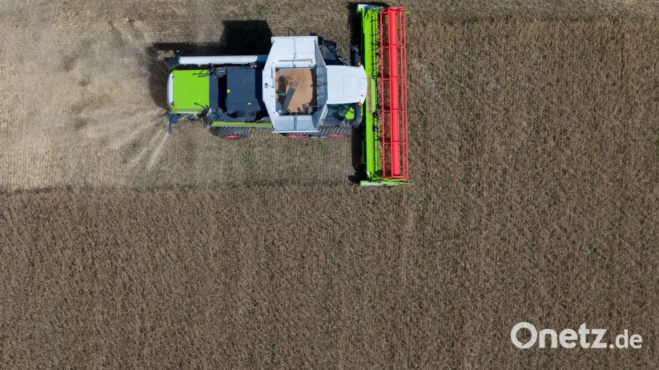Getreide ist eine wichtige Kultur auf Bayerns Feldern. (Archivbild) Bild: Sven Hoppe/dpa
