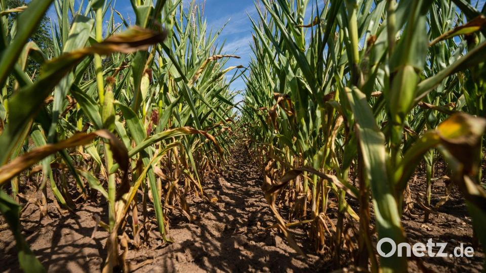 Mais wird in Bayern vor allem als Tierfutter oder für Biogasanlagen verwendet. (Archivbild) Bild: Nicolas Armer/dpa