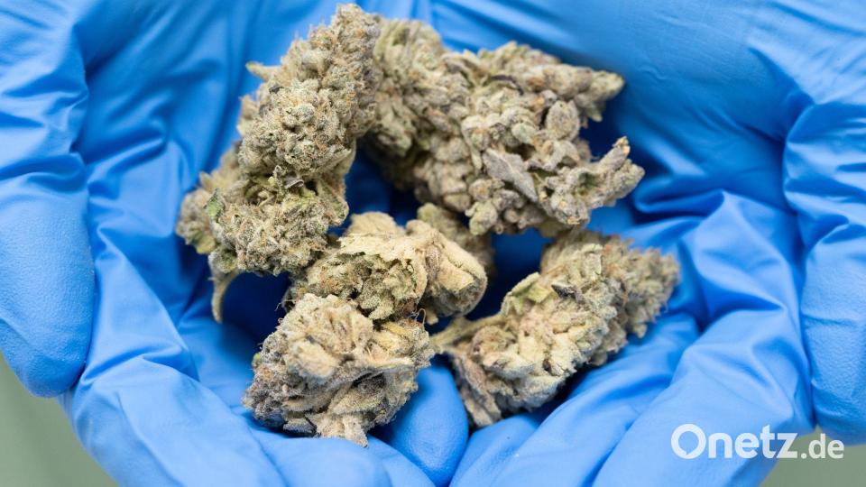 Aus Hanfblüten kann das verschreibungspflichtige Medikament Dronabinol gewonnen werden. Bild: Sebastian Kahnert/dpa
