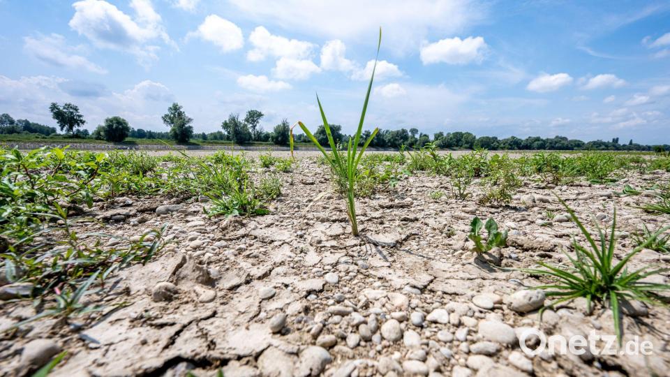 Rissiger Boden statt fließendem Strom: die Donau schon Mitte Juli. Bild: Armin Weigel/dpa