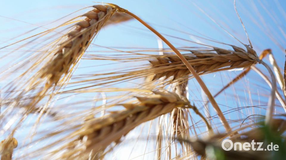 Wintergerste - hier vor einigen Wochen und kurz vor der Ernte - ist eine wichtige Getreideart in Deutschland. (Archivbild) Bild: Sven Kaeuler/dpa