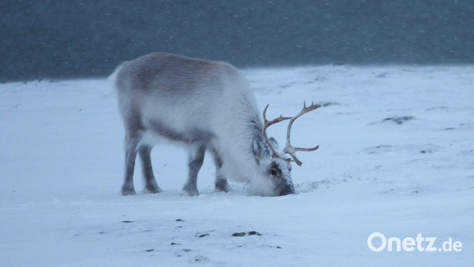 Ungefähr 22.000 Rentiere sind auf Spitzbergen zuhause. (Archivbild) Bild: Steffen Trumpf/dpa