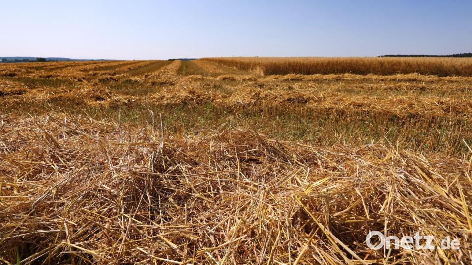 Die Getreideernte in Bayern ist weitgehend gelaufen. (Symbolbild) Bild: Karl-Josef Hildenbrand/dpa