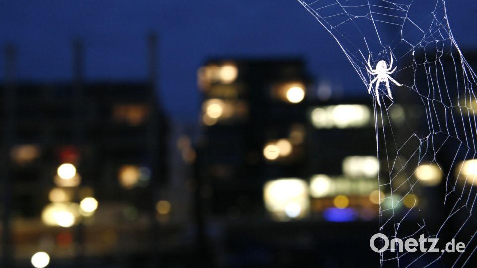 Eine Brückenspinne in ihrem Netz in der HafenCity in Hamburg (Illustration) Bild: picture alliance / Jens Ressing/dpa