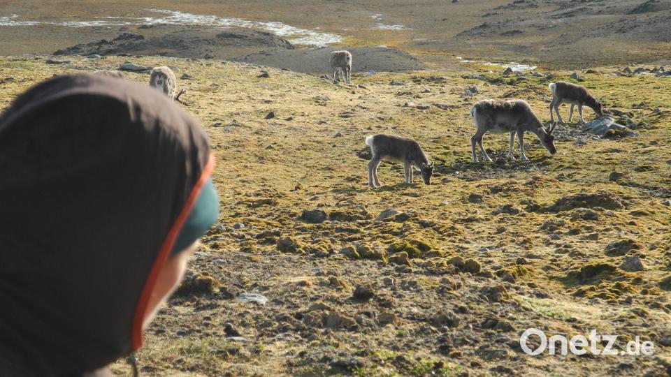 Auf Spitzbergen sind in diesem Sommer ungewöhnlich viele Rentiere verendet. (Archivbild) Bild: Mathilde Le Moullec/dpa