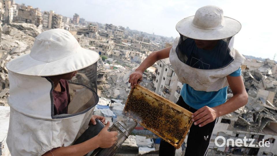 Honigernte zwischen den Ruinen von Gaza-Stadt Bild: Jehad Alshrafi/AP/dpa