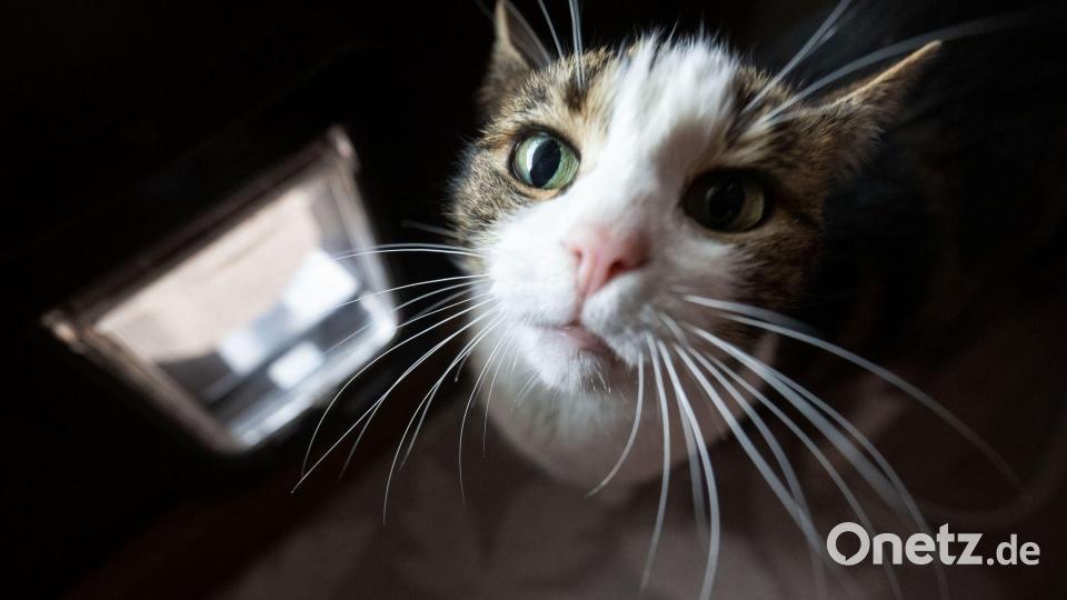Schlaue Mieze oder smarte Katzenklappe? Bild: Marijan Murat/dpa