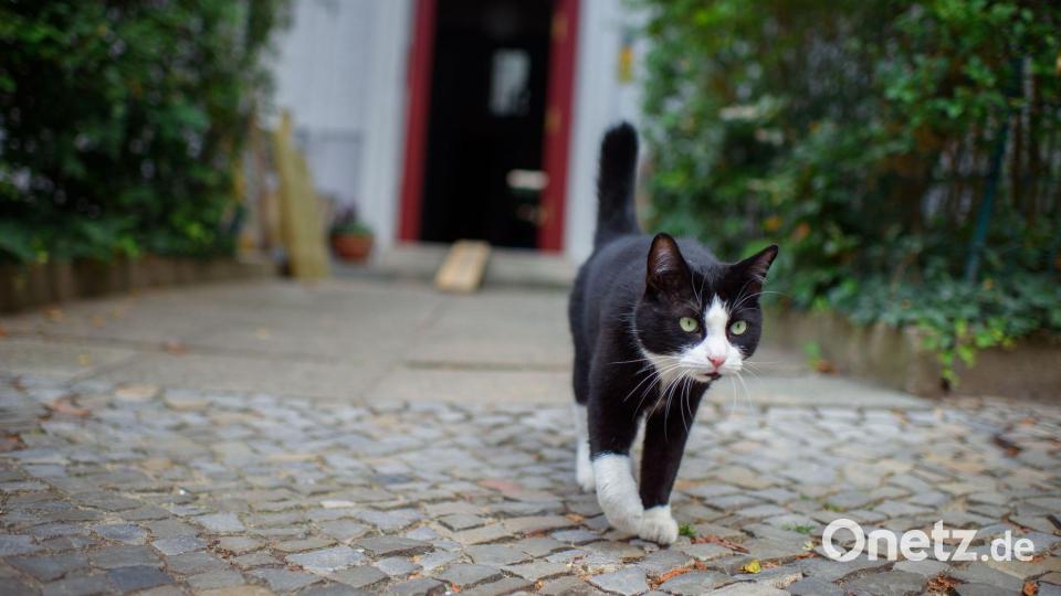 Wohin schleicht der Kater draußen? Bild: Gregor Fischer/dpa