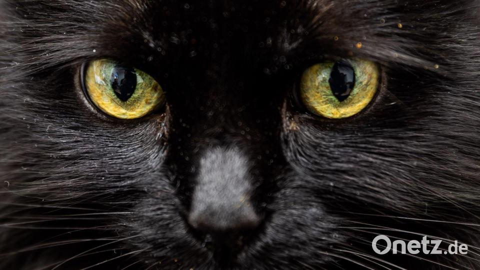 Weiß eine KI, was diese Katzenaugen sagen? Bild: Christoph Soeder/dpa/dpa-tmn