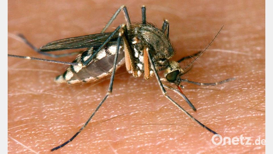Eine Mücke saugt Blut aus der Haut (Symbolbild). Bild: Andreas Lander/dpa-Zentralbild/dpa