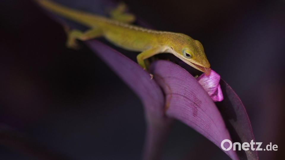 Eine Eidechse frisst an der Blüte einer „Purple Heart“-Pflanze in Texas. Bild: Eric Gay/AP/dpa