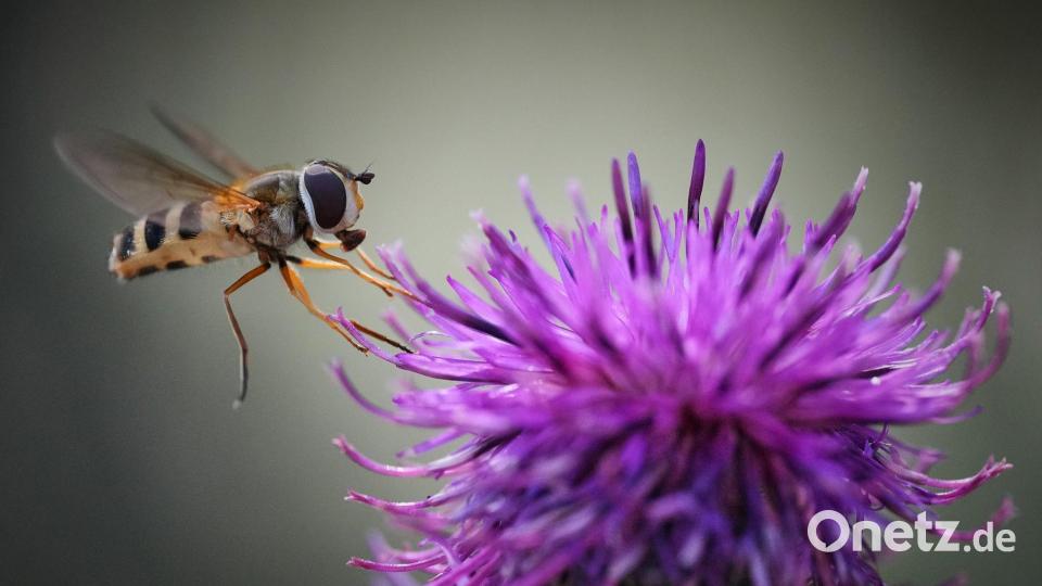 Ein Insekt fliegt an einem sonnigen Tag in einem Wald am Stadtrand von Tallinn an einer Blüte. Bild: Sergei Grits/AP/dpa