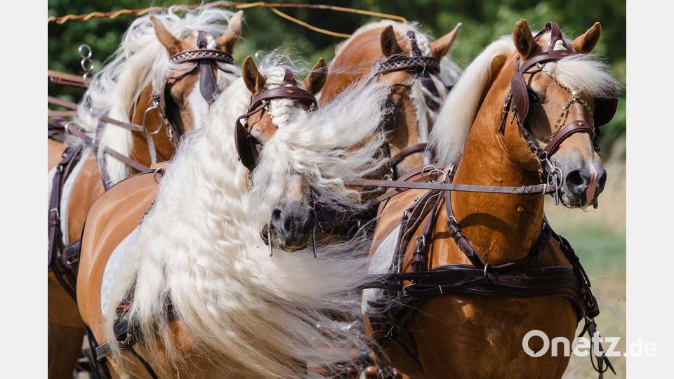 Wilde Mähne: Pferde bei der Schau zum Jubiläum des Haflinger-Gestüts Meura in Thüringen. Bild: Michael Reichel/dpa