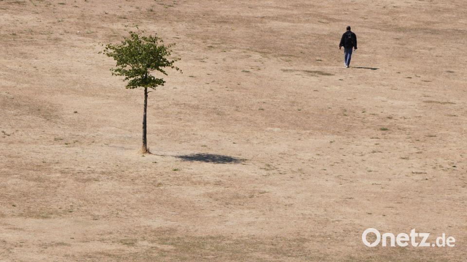 Wie in der Wüste: Ein Mann geht auf den vertrockneten Resten eines Rasens in einem Park in London. Bild: Kirsty Wigglesworth/AP/dpa