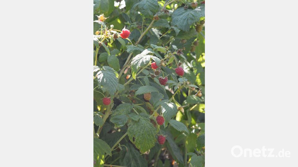 Einfach und sehr schmackhaft ist ein Likör aus frischen Himbeeren. Bild: myd