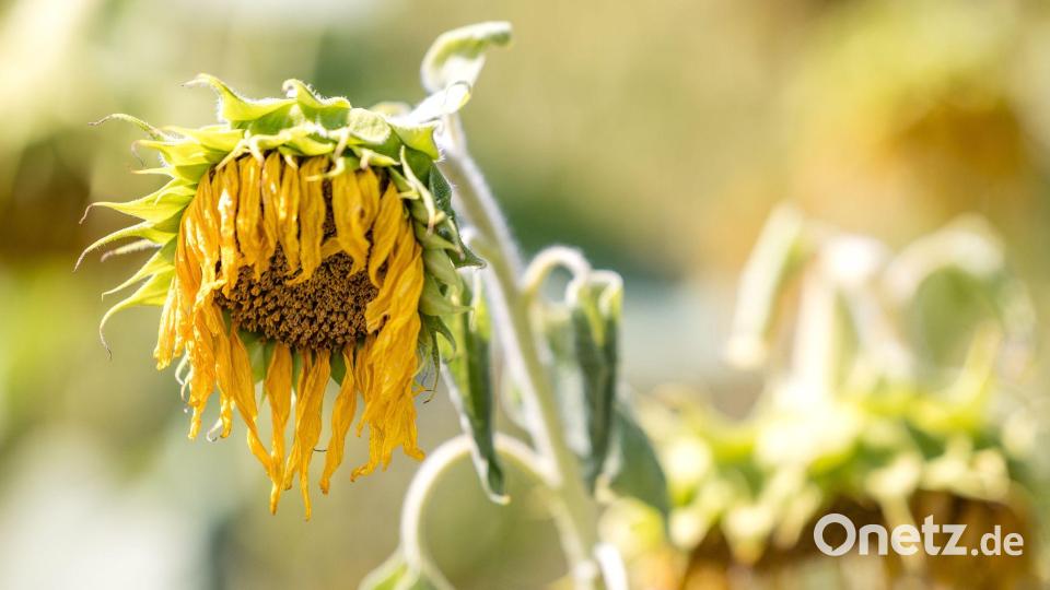 Von Hitze und Trockenheit geschädigte Sonnenblumen stehen auf einem Feld bei Lindchen in Südbrandenburg. Bild: Frank Hammerschmidt/dpa