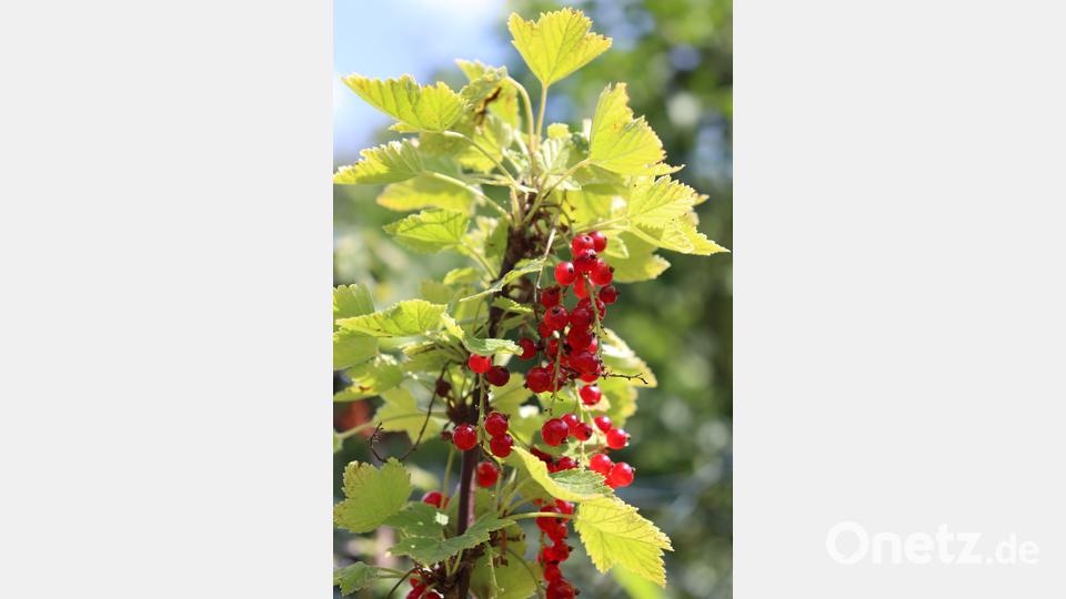 Rote Johannisbeeren eignen sich hervorragend für einen erfrischenden Sommerlikör. Bild: myd