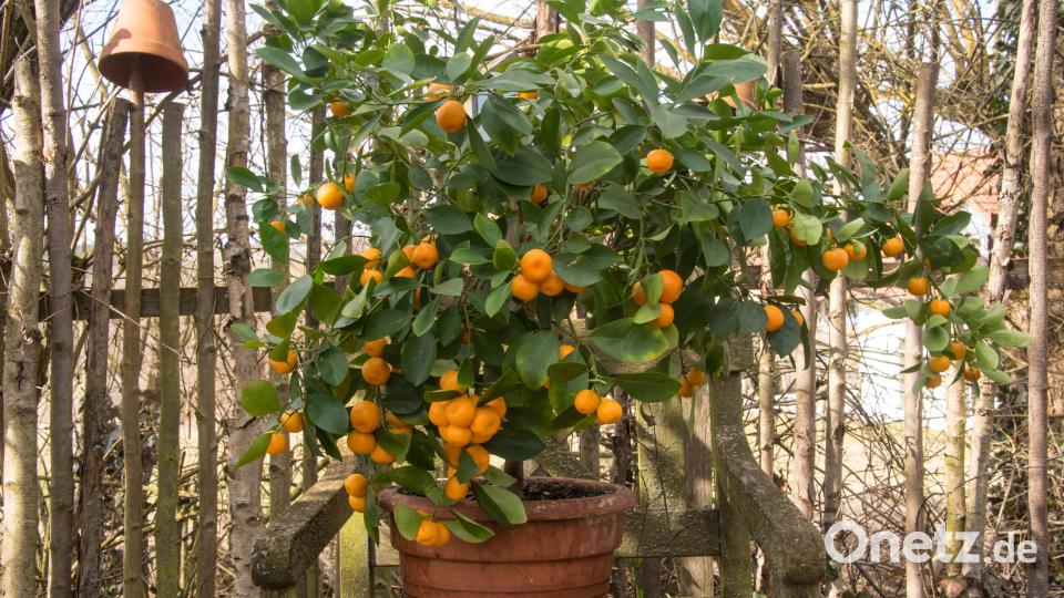 Die Früchte des Calamondinbäumchens können zu einer Bitterorangenmarmelade verarbeitet werden. Bild: Hans Eiber/exb