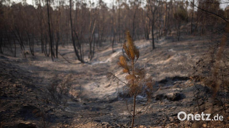 Verkohlte Bäume - so sehen die Flächen in Spanien aus, wo Brände wüteten. Bild: Clara Carrasco/EUROPA PRESS/dpa