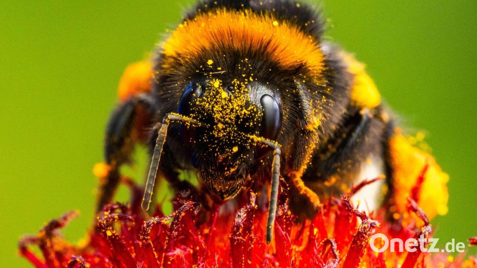 Eine Hummel mit Blütenstaub Bild: Georg-Friedrich Moritz/dpa