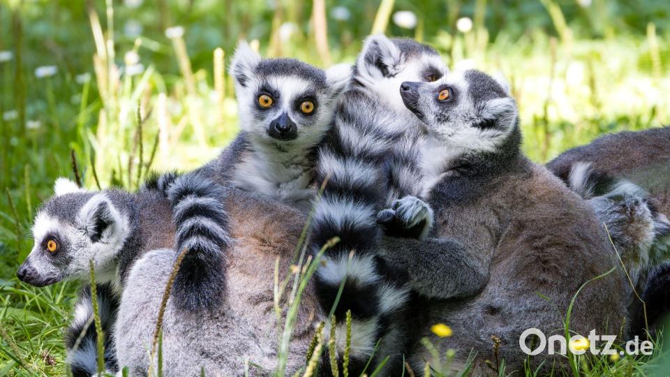 Kattas sitzen in ihrem Gehege im Cottbuser Tierpark. Bild: Frank Hammerschmidt/dpa