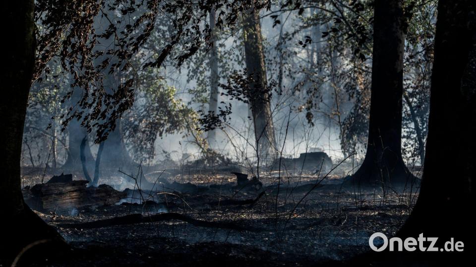 Nach ersten Schätzungen soll eine Waldfläche von mehreren tausend Quadratmetern betroffen gewesen sein. Bild: Andreas Arnold/dpa