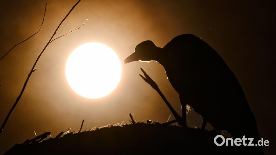 Zu Beginn einer Sonnenfinsternis wirkt es so, als knabbere jemand an der Sonnenscheibe. (Archivbild) Bild: Patrick Pleul/dpa