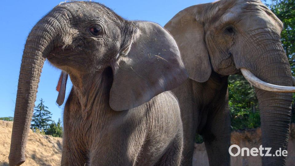 Elefantenjunges erkundet Außenanlage im Zoo Magdeburg Bild: Klaus-Dietmar Gabbert/dpa