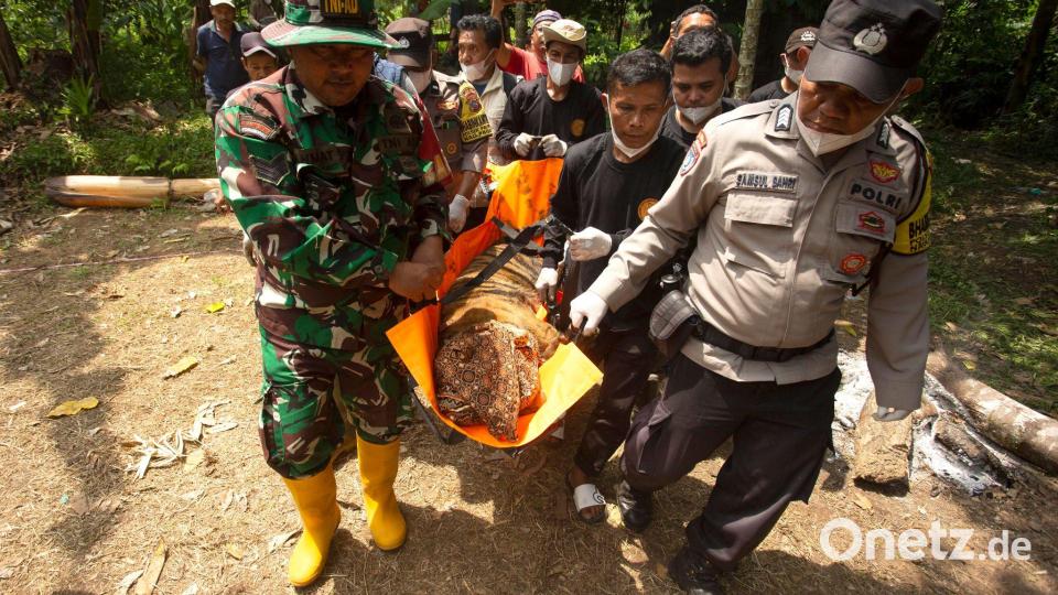 Die Tigerin soll bald wieder freigelassen werden. Bild: Andri Mardiansyah/XinHua/dpa