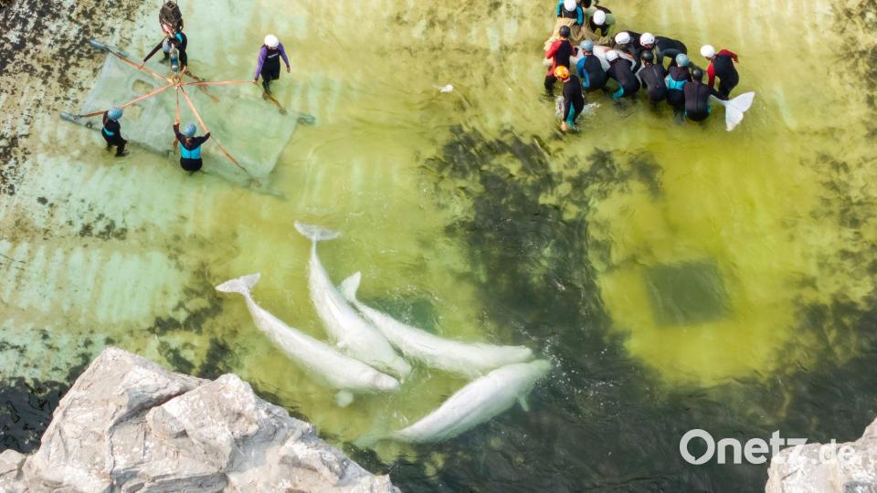 Beluga-Wale schwimmen vor dem Abtransport in einem Becken. Bild: Carlos Osorio/The Canadian Press/AP/dpa