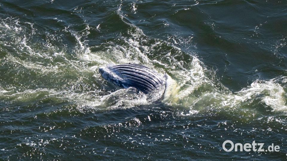 Im Greifswalder Bodden ist ein toter Wal entdeckt worden. Bild: Philip Dulian/dpa