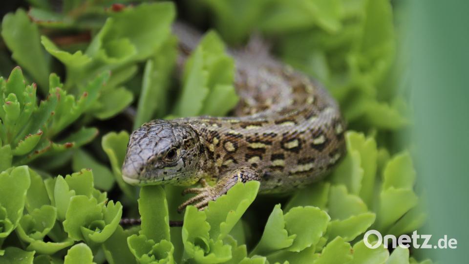 Die Zauneidechse ist europaweit streng geschützt. In Kirchenthumbach fühlen sich die Tiere ausgerechnet dort wohl, wo die neue Ortsumgehungsstraße entstehen soll. Deshalb werden nun Habitate angelegt, damit die Echsen ein neues Zuhause finden. Archivbild: akp