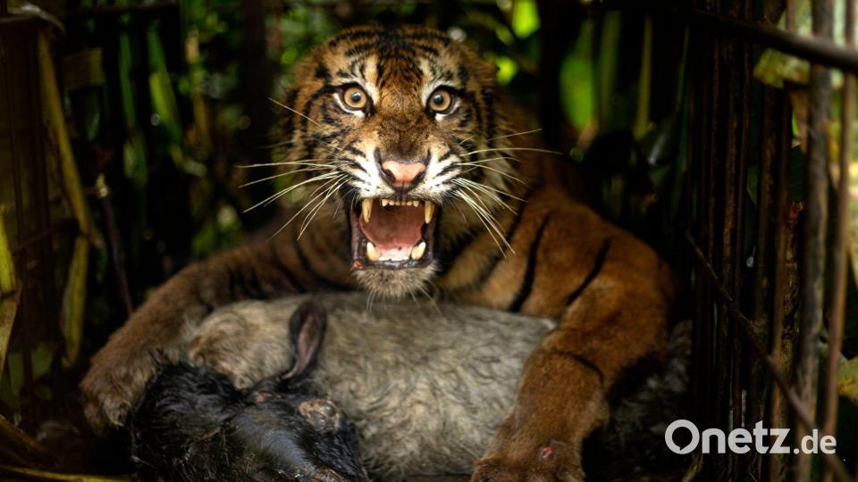 Die Tigerin wurde mit einem Ziegenkadaver angelockt. Bild: Andri Mardiansyah/XinHua/dpa